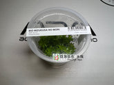 ADA 寬葉太陽 Tonina fluviatilis IC464